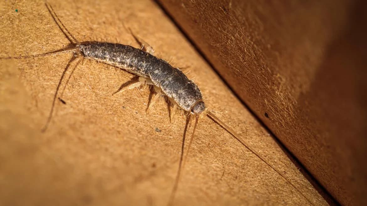 Rybiki w łazienkach - skąd się biorą i jak ich uniknąć?